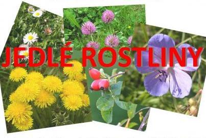 Jedlé rostliny